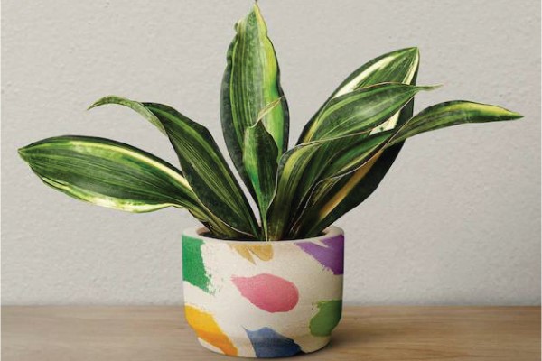 12 کاربرد شگفت انگیز وایتکس در خانه و مزارع