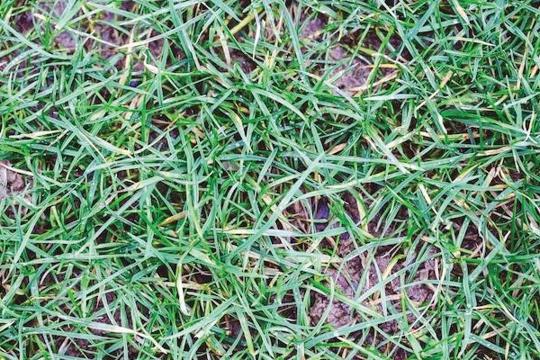 12 کاربرد شگفت انگیز وایتکس در خانه و مزارع